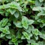 Kilka słów o witaminie F