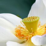 Dlaczego ludzkie neurony różnią się od neuronów innych ssaków?