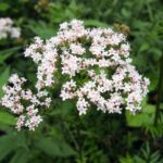 Jakie składniki występują w olejkach eterycznych?