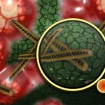 Najlepsze antybakteryjne olejki eteryczne