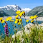 Jak używać olejku goździkowego na ból zęba?