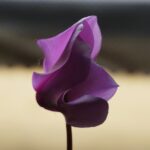 Olejki eteryczne do równoważenia czakr