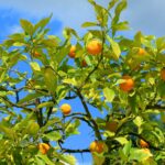 Najlepsze olejki eteryczne na depresję!