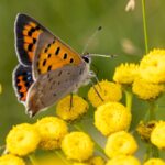 Sprawdź – jakie są korzyści zdrowotne olejku mandarynkowego!?