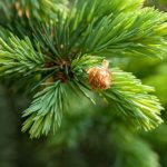 Popraw pamięć i koncentrację za pomocą olejków eterycznych