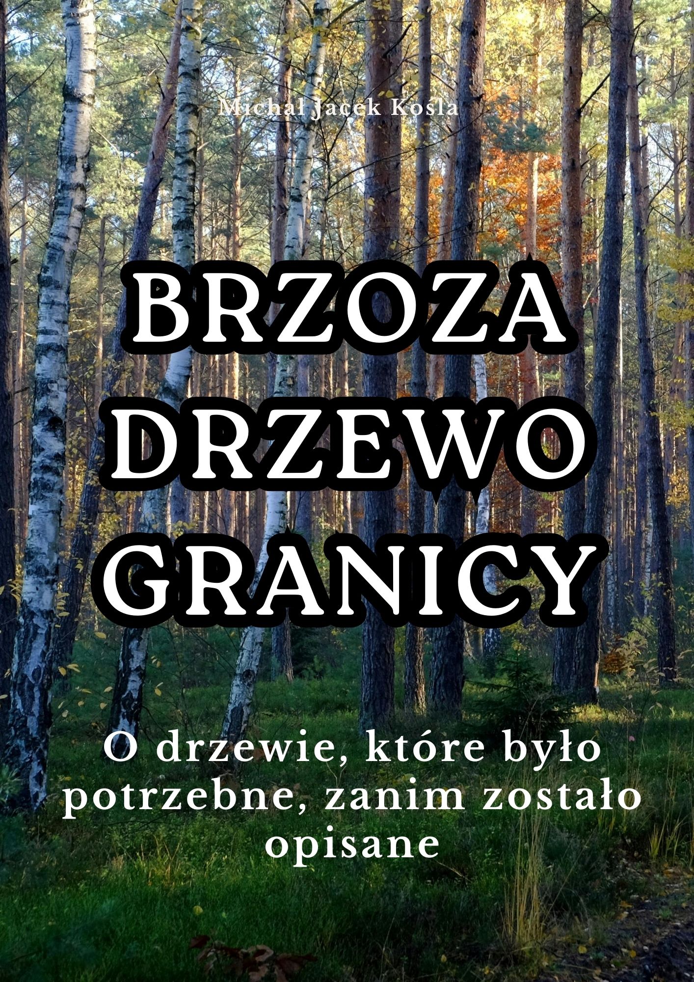 BRZOZA – DRZEWO GRANICY